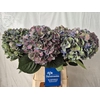 Hydrangea pimpernel classic aubergine