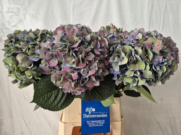 Hydrangea pimpernel classic aubergine