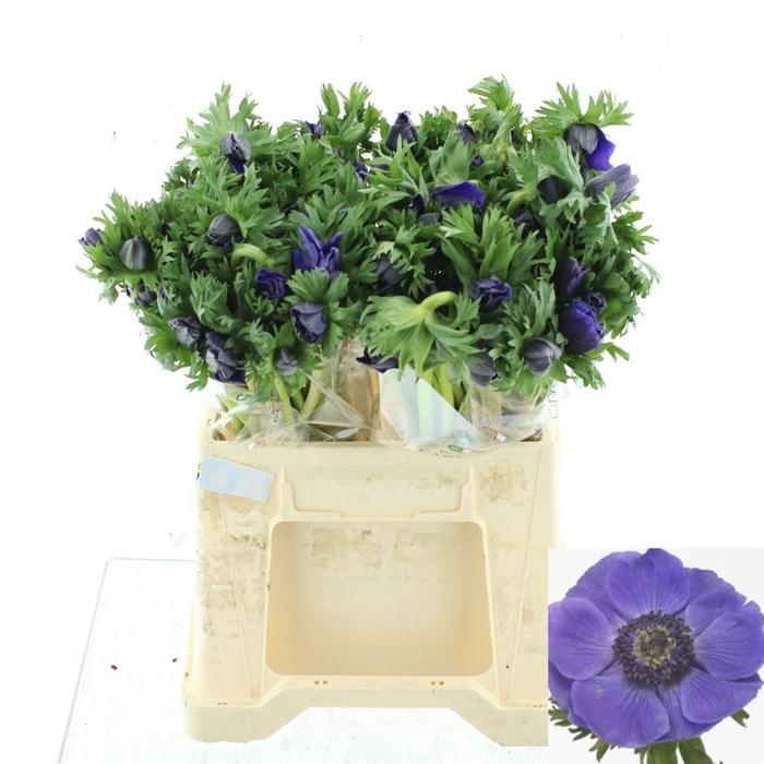 <h4>ANEM CO MIS + D BLUE</h4>