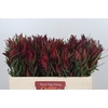 Leucadendron Fireglow Spray