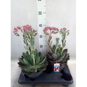 Echeveria  'Blue Prince'