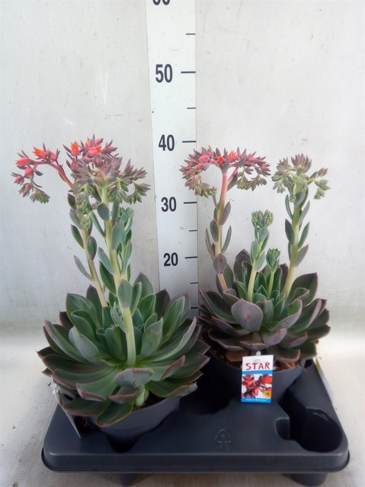 <h4>Echeveria  'Blue Prince'</h4>