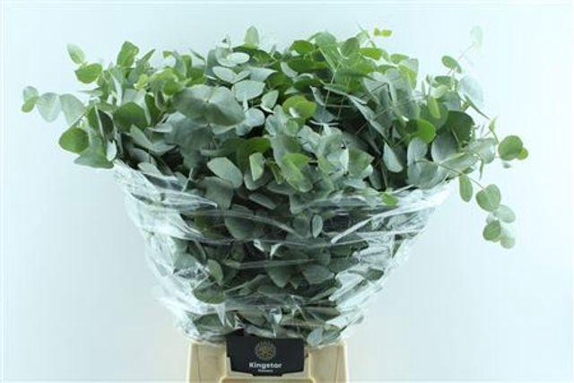 <h4>Euc Cinerea Per Bos 300g</h4>