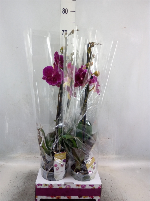 <h4>Phalaenopsis   ...</h4>