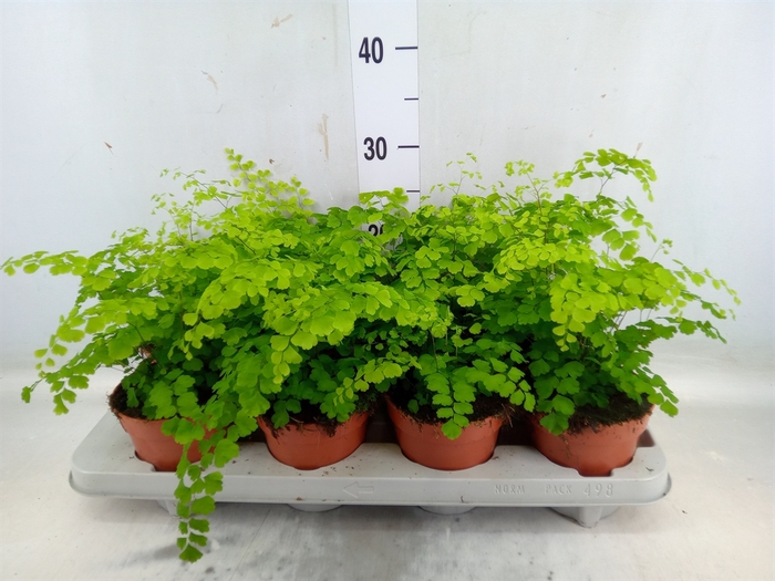 <h4>Adiantum raddi. 'Fragrans'</h4>