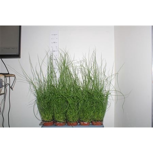 Juncus Ef Spiralis