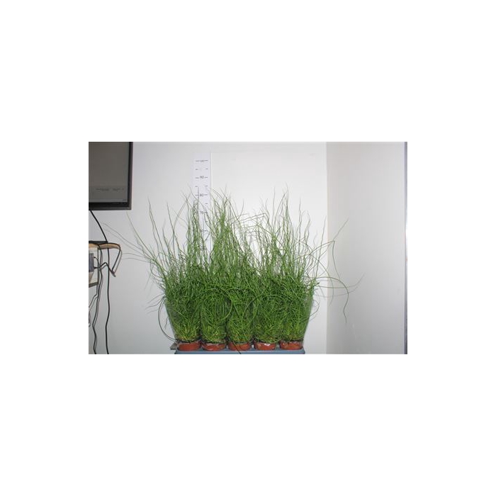 <h4>Juncus Ef Spiralis</h4>