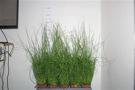 Juncus Ef Spiralis