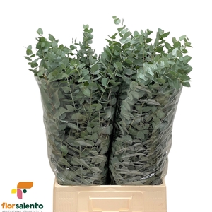 EUC BRIDGESIANA P BS