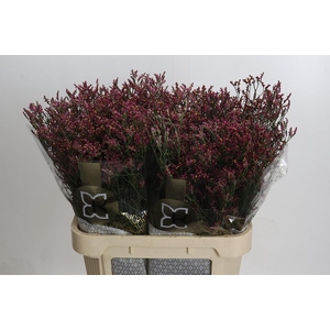 Limonium sinensis Scarlet Diamond