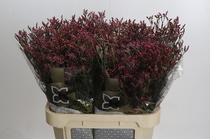 Limonium sinensis Scarlet Diamond