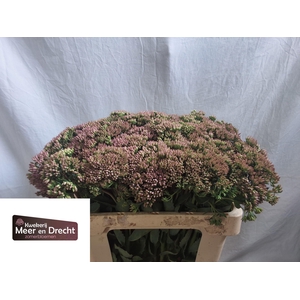 SEDUM SP CARL