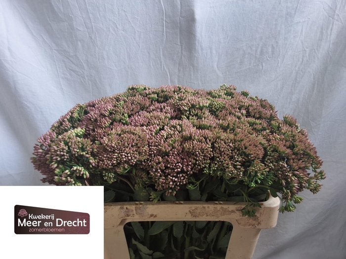 <h4>SEDUM SP CARL</h4>