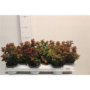 Leucot Ax Curly Red Outdoor