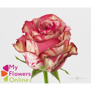 R Gr Magic Times Bicolor 50cm EC