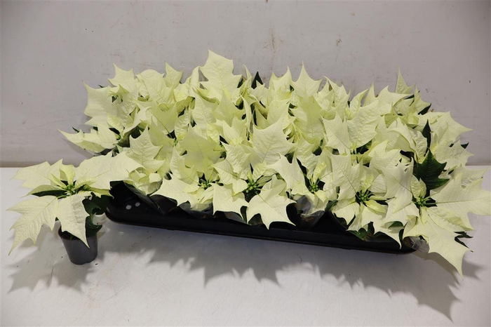 <h4>Euphor P Alaska</h4>