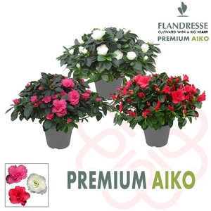 Azalea Flandresse® Premium Aiko 'gemengd' 30 - 32 cm