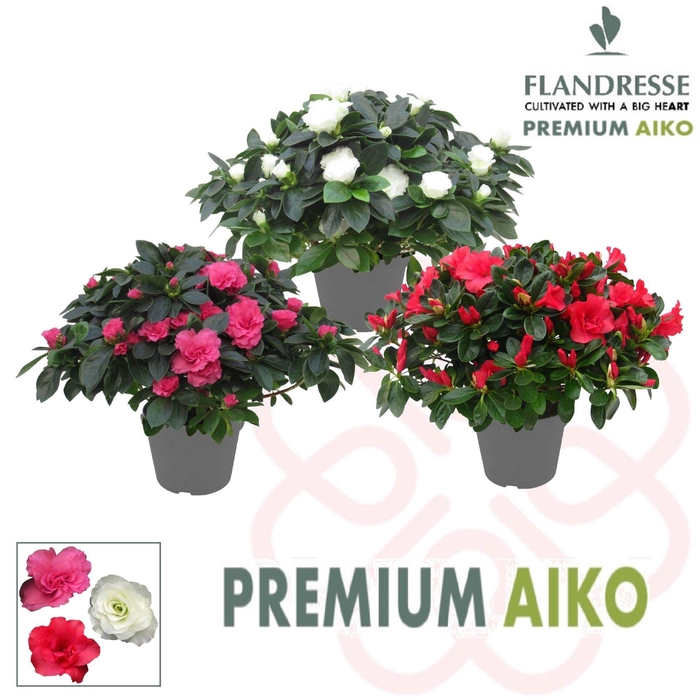 <h4>Azalea Flandresse® Premium Aiko 'gemengd' 30 - 32 cm</h4>