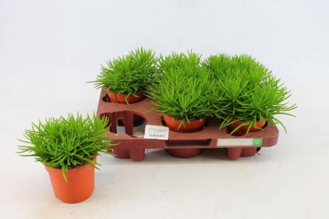 <h4>SENEC ARCH HIMALAYA</h4>