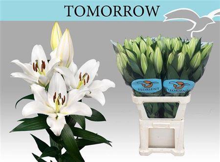 <h4>Li Ot Tomorrow</h4>