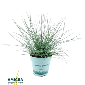 Festuca glauca CompactA Blue®