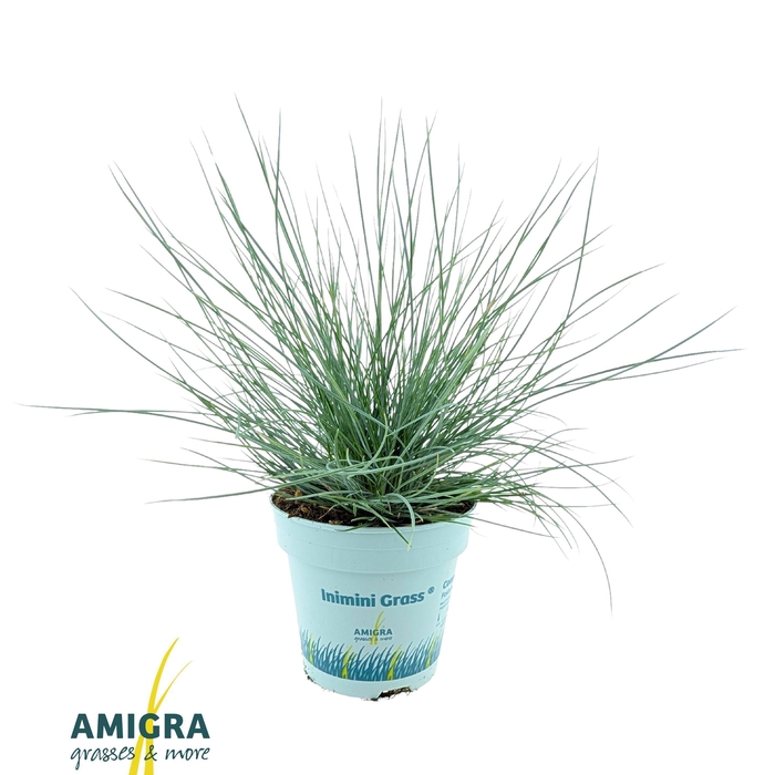 <h4>Festuca glauca CompactA Blue®</h4>