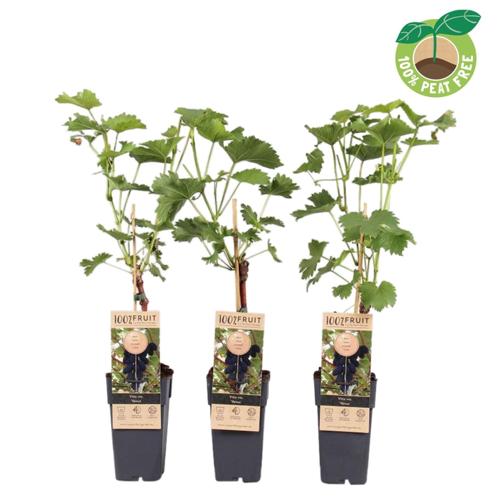 <h4>Vitis overig wit</h4>