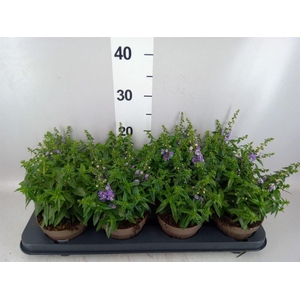 Angelonia  'Serena Purple'