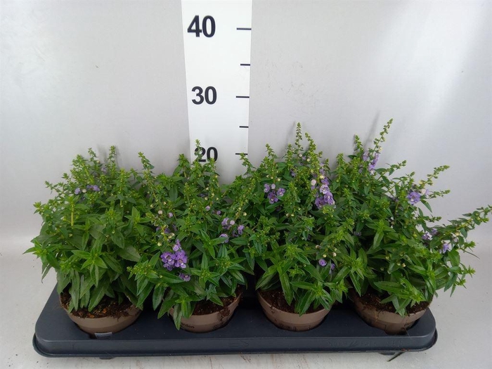 <h4>Angelonia  'Serena Purple'</h4>