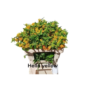ASCLEPIA HELLO YELLOW ASCL T HELLO
