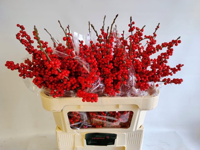 <h4>ILEX VE RODE BES</h4>