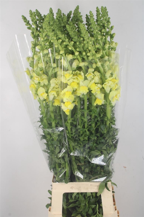 <h4>Antirrhinum It. Yellow Potomac Ex</h4>