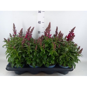 Antirrhinum majus   ...
