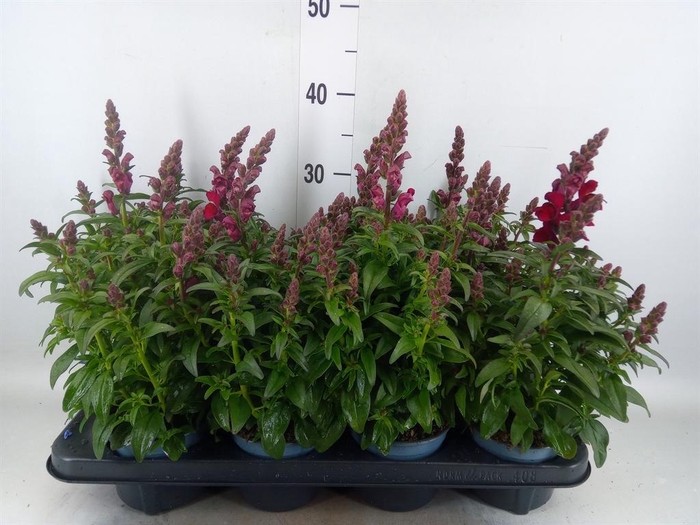 <h4>Antirrhinum majus   ...</h4>