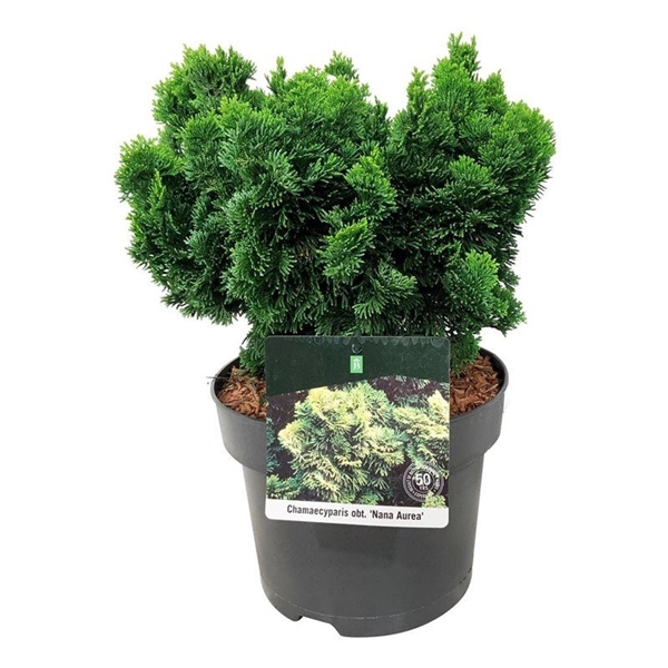 <h4>Chamaecyparis o. 'Nana Aurea'</h4>