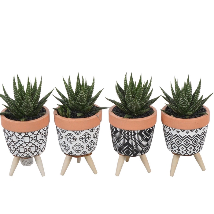 <h4>PTSU8474 Arrangement Succulenten in keramiek pot</h4>