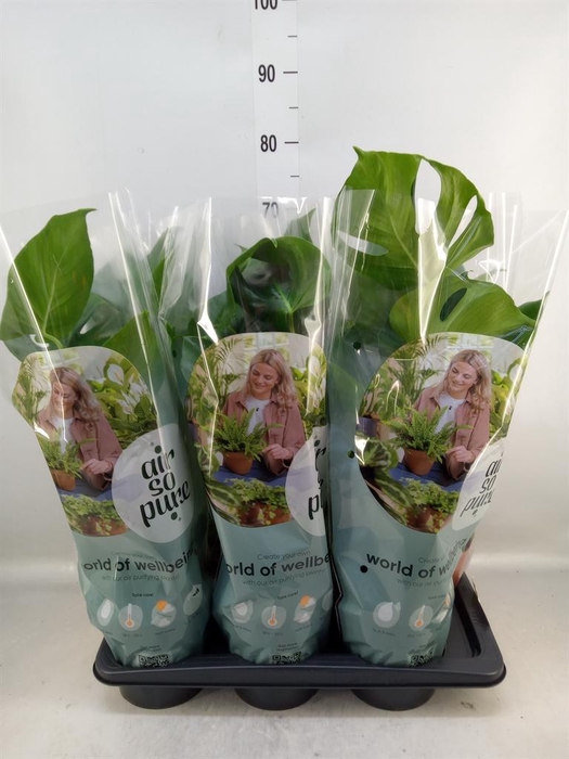 <h4>Monstera delic.</h4>