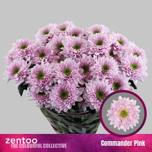 CHR T COMMANDER PINK