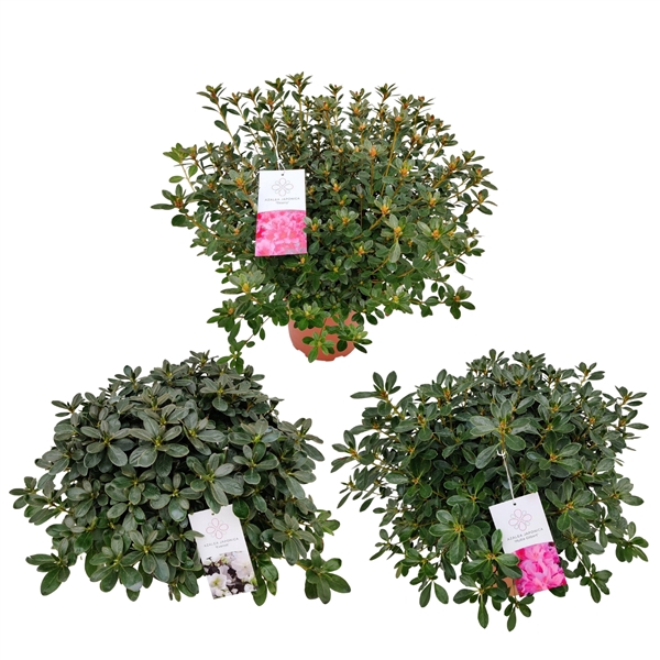 <h4>Azalea Japonica 25/P21 'Mix'</h4>