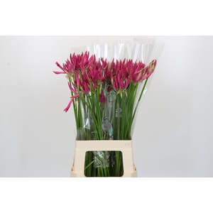 Nerine Favoriet