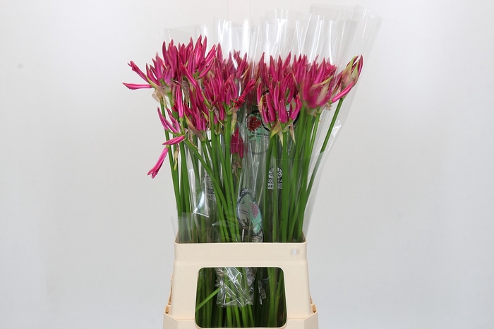 <h4>Nerine Favoriet</h4>