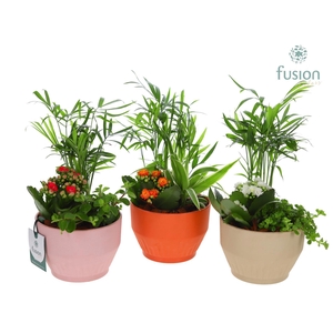 Biologisch afbreekbare schaal Small met Arrangement