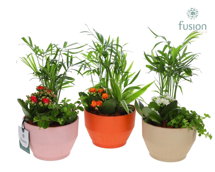 <h4>Biologisch afbreekbare schaal Small met Arrangement</h4>