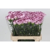 Dianthus St Mudah