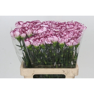 Dianthus St Mudah