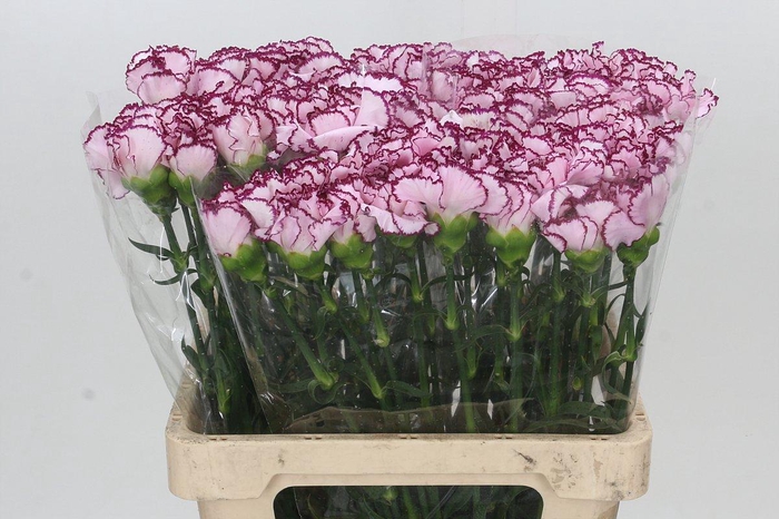 <h4>Dianthus St Mudah</h4>