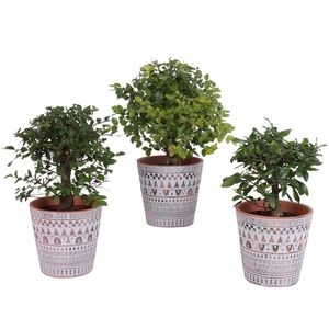 Bonsai Indoor Mix Ø12cm Ball Shape in Ø14cm Ceramic Pot Inca