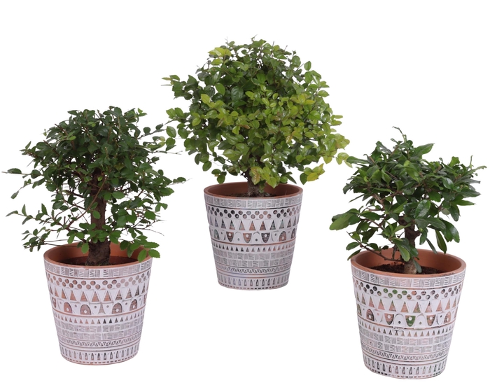 <h4>Bonsai Indoor Mix Ø12cm Ball Shape in Ø14cm Ceramic Pot Inca</h4>