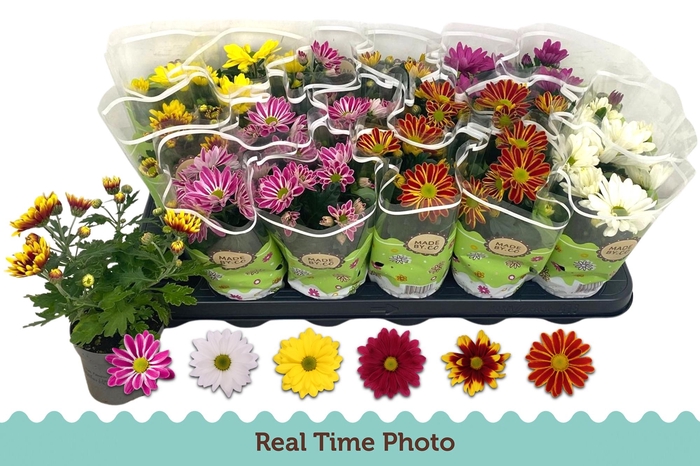 <h4>CHRYS GEM 6 KL</h4>