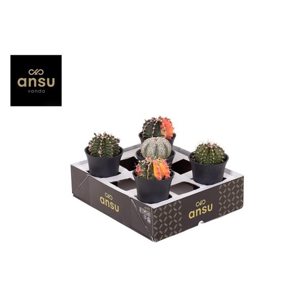 <h4>Exclusive Cactus Mix XL</h4>